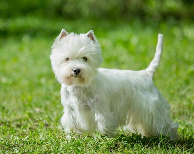 Вест-Хайлендс