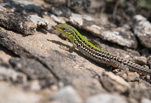 Крымские эндемичные растения и животные