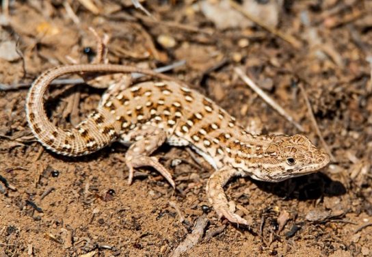 Крымские эндемичные растения и животные