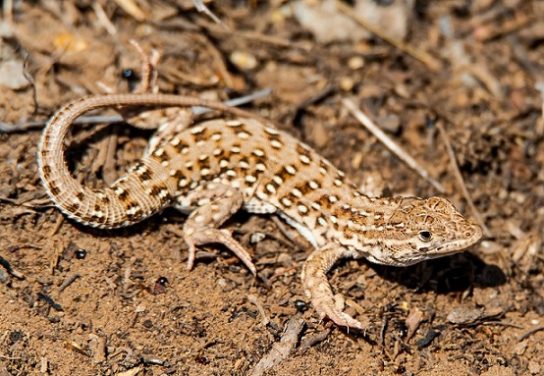 Красная книга Краснодарского края