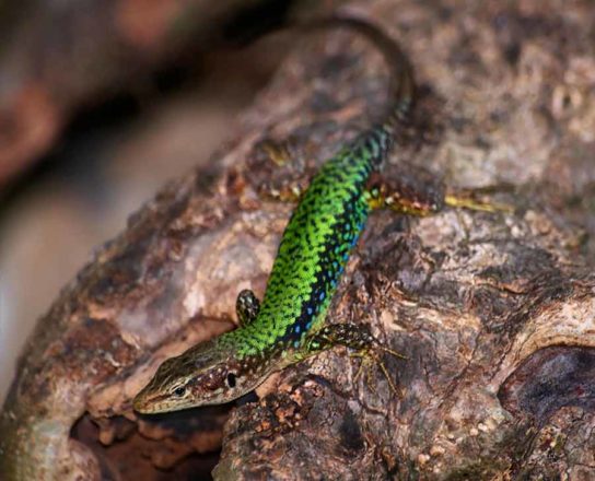 Красная книга Краснодарского края