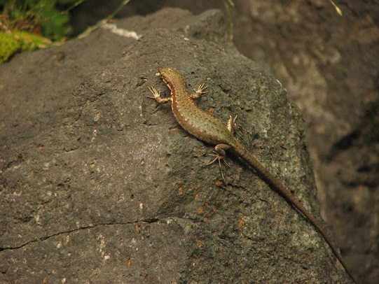 Красная книга Краснодарского края