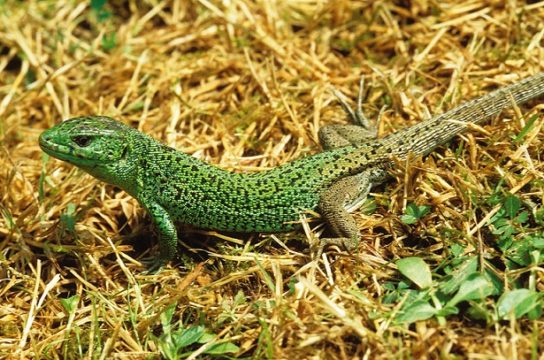 Красная книга Краснодарского края