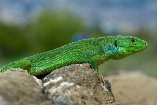 Красная книга Краснодарского края