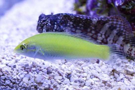 Крымские эндемичные растения и животные