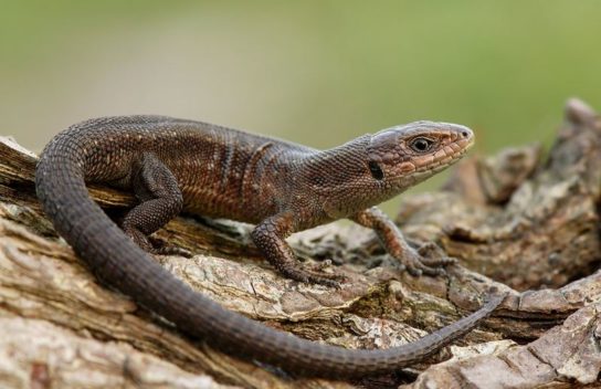 Животные Тайги