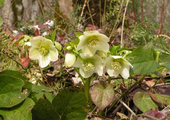 Красная книга Краснодарского края