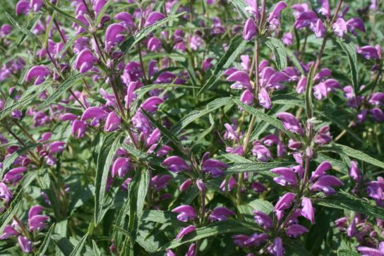 Красная книга Краснодарского края