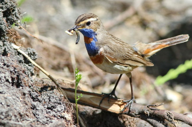 Птицы озёр: описания, названия, виды и особенности