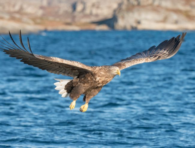 Птицы озёр: описания, названия, виды и особенности