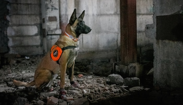 Собаки, которые спасают людей в горах