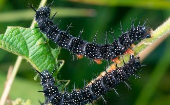 Гусеница павлиний глаз