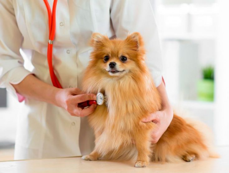 Болезни и дефекты породы