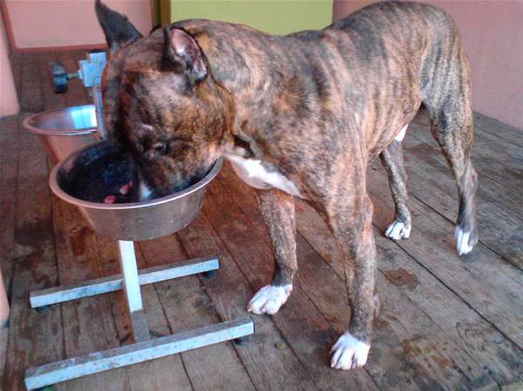 Рацион питания собаки