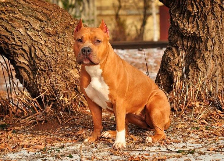 Болезни и породные пороки