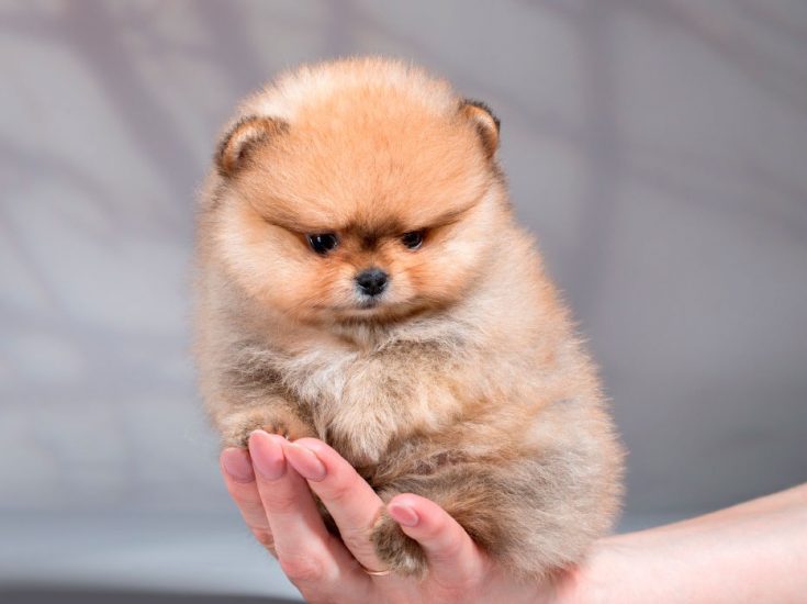Покупка померанского шпица