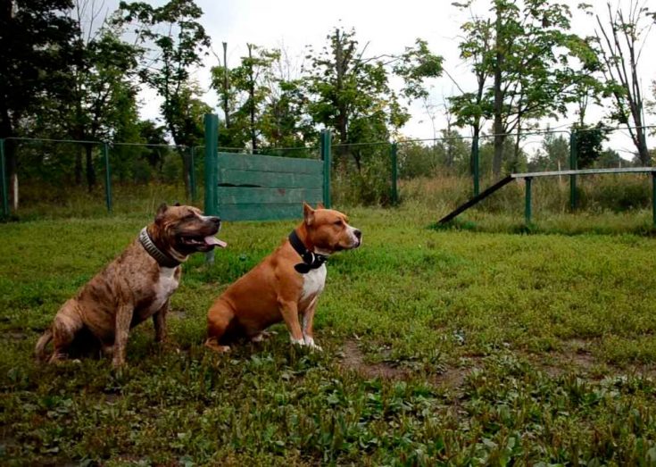 Воспитание и дрессировка