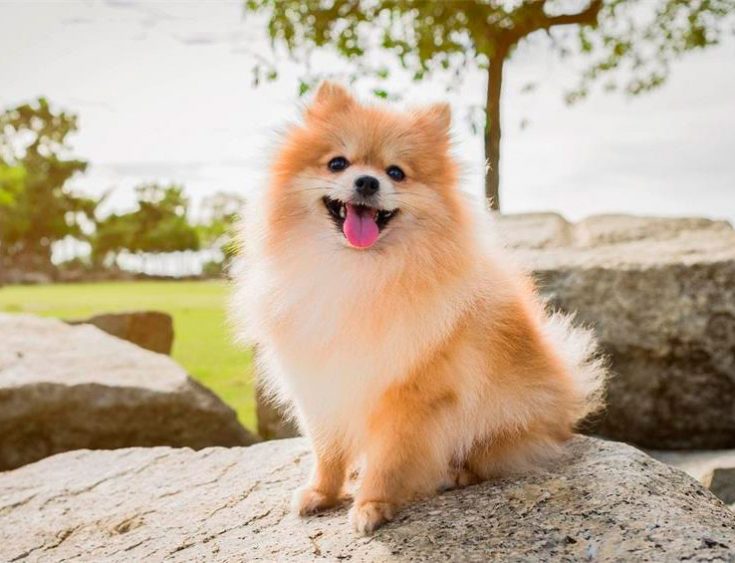 Померанский шпиц