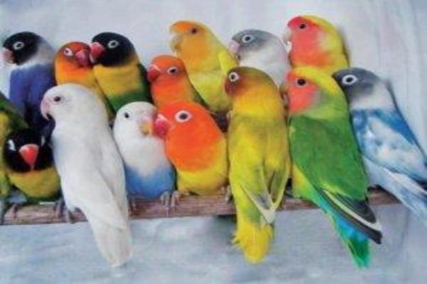 Буйство красок на оперении неразлучников