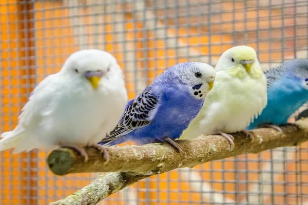 Различные виды окраски волнистых попугаев