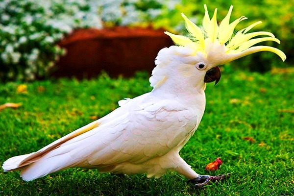 Попугай какаду