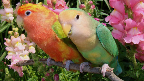 Любопытные и живые неразлучники