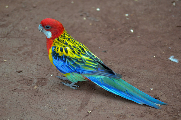 Красивая розелла