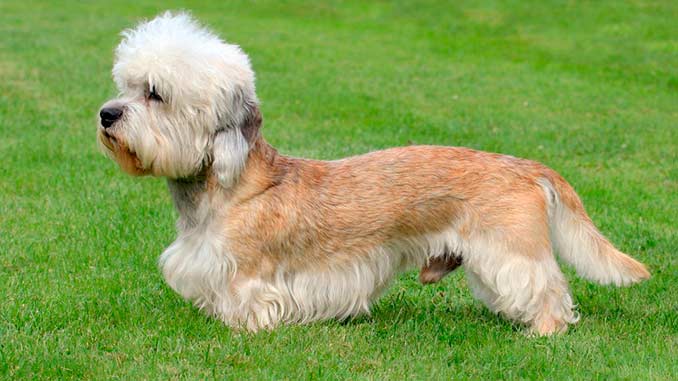 денди-динмонт-терьер фото