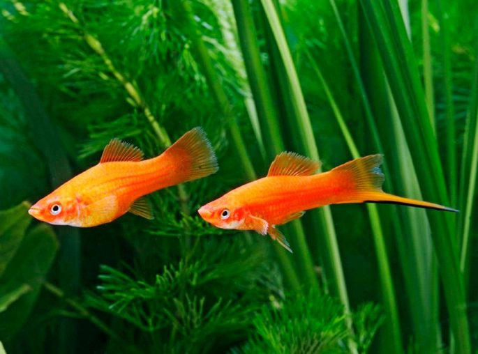 Места обитания