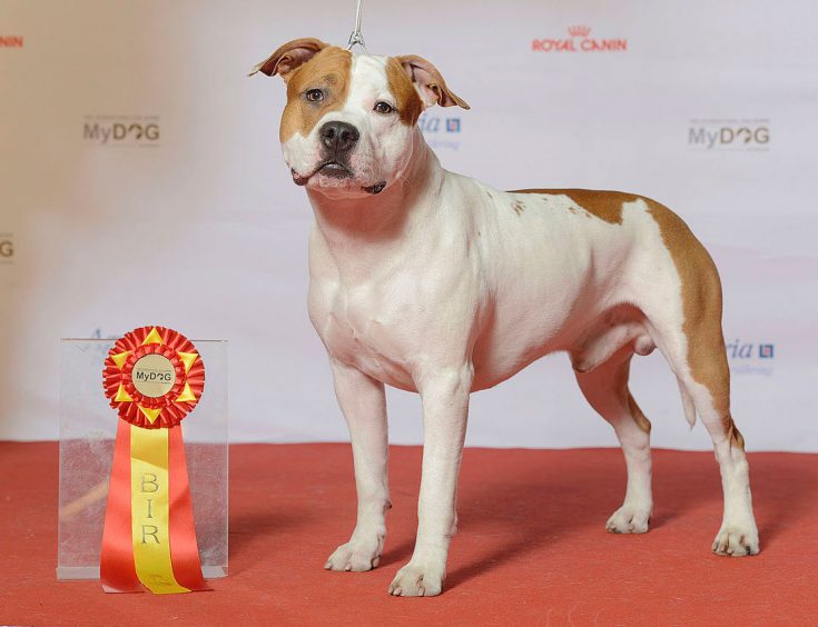 Стаффордширский терьер