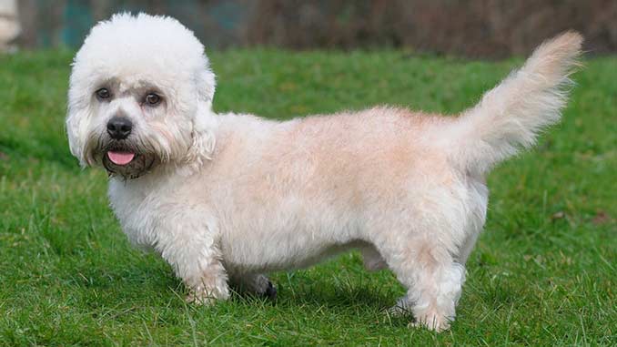 денди-динмонт-терьер горчичного окраса фото