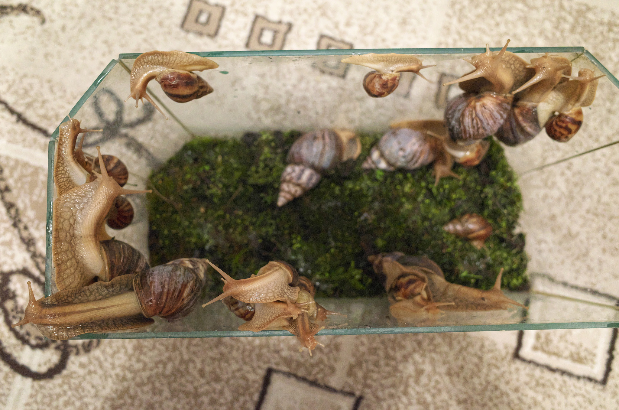 Маленький террариум