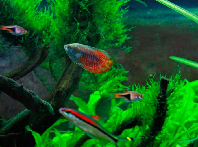 Совместимость, поведение