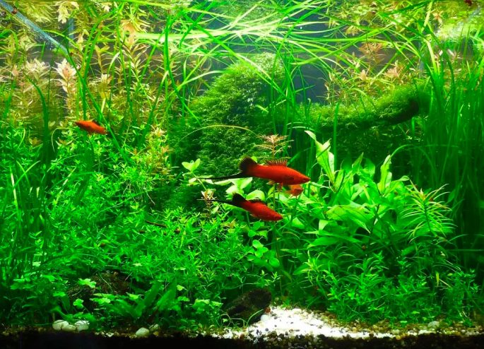 Выбор аквариума