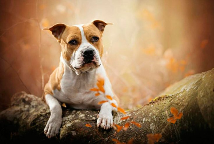 Характер поведения