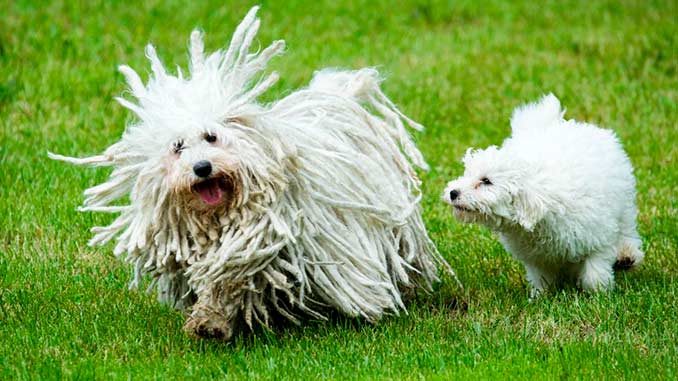 Собака породы пули со щенком фото