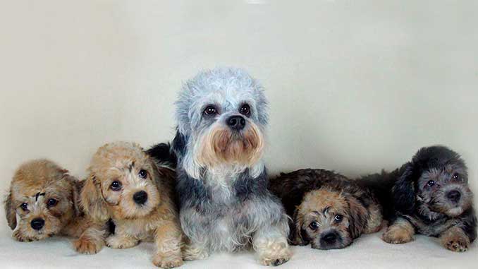 денди-динмонт-терьер фото со щенками