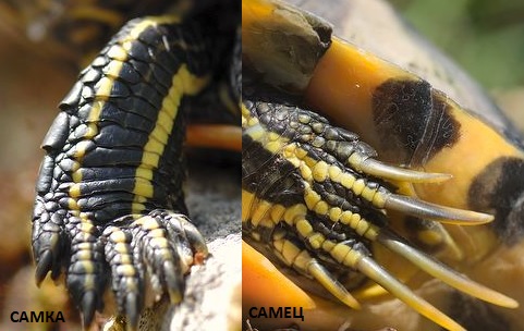 Длина когтей у самок и самцов красноухих черепах