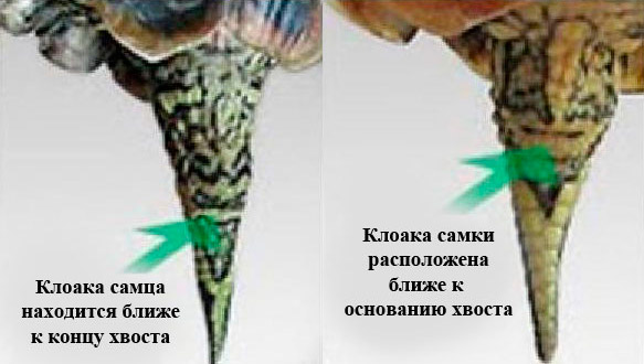 Длина хвоста и форма клоаки у самок и самцов красноухих черепах