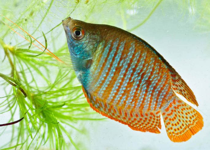 Рацион, режим питания