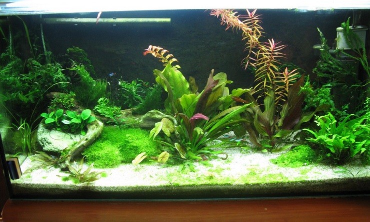Зелень в аквариуме