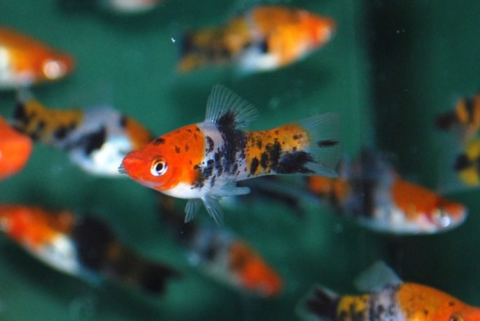 Рацион и режим питания