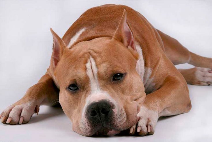 Продолжительность жизни