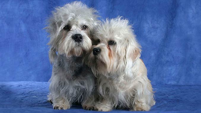 фото собак породы денди-динмонт-терьер