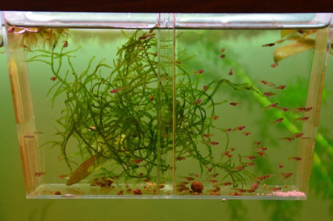 Размножение и потомство