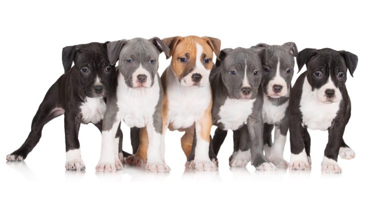 Окрасы стаффорда