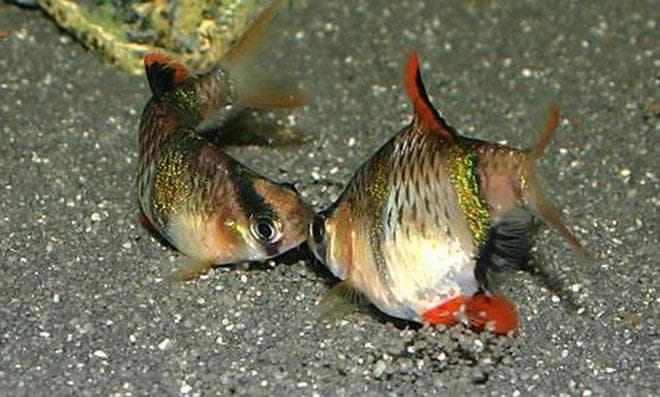 брачные игры барбусов брачные игры барбусов