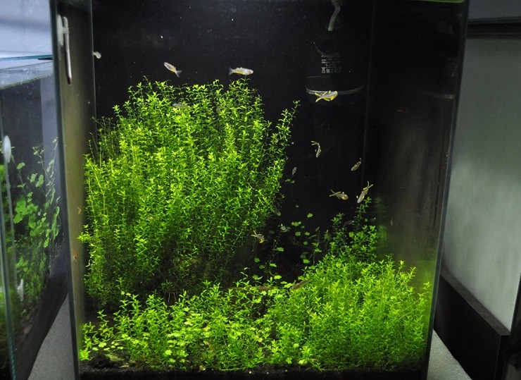 Аквариум для попондетты фурката