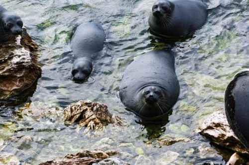 Животные Байкала: краткое описание