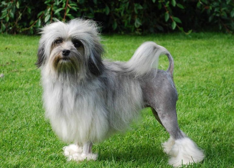 Собака Бишон Лион